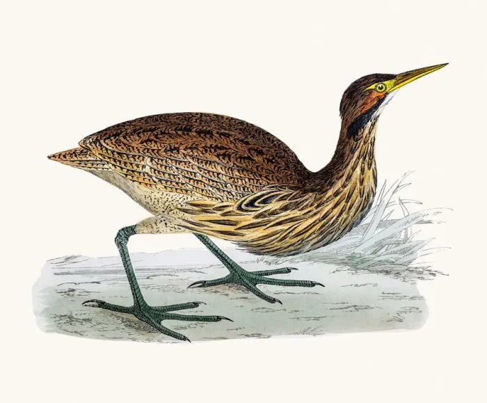 Framed Print : American Bittern Framed Print : American Bittern