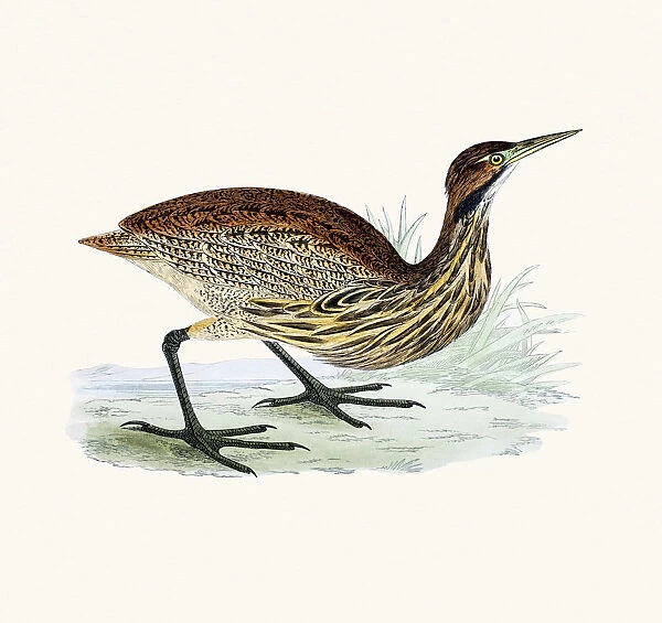 American Bittern bird 19 century illustration