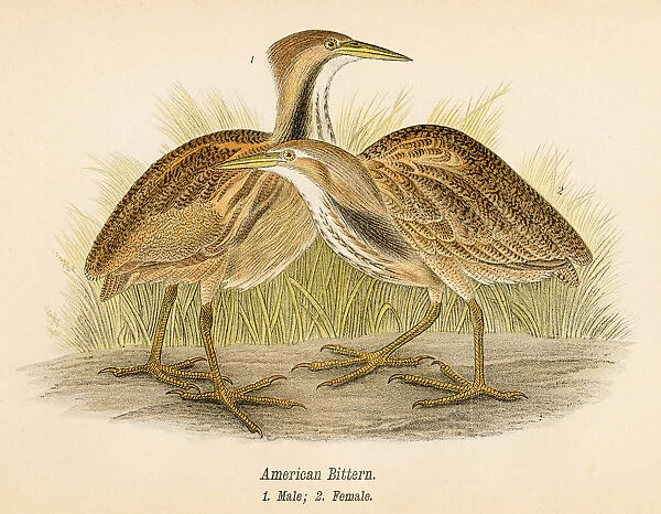American bittern bird lithograph 1890