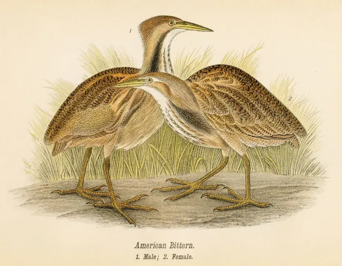 Framed Print : American bittern bird lithograph 1890 Framed Print : American bittern bird lithograph 1890