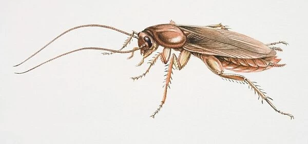 American Cockroach, Periplaneta americana, side view