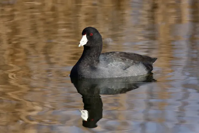 Framed Print : American Coot Framed Print : American Coot