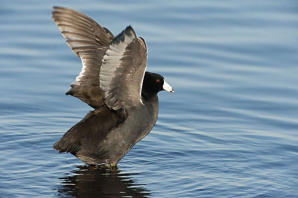 American coot wing stretch
