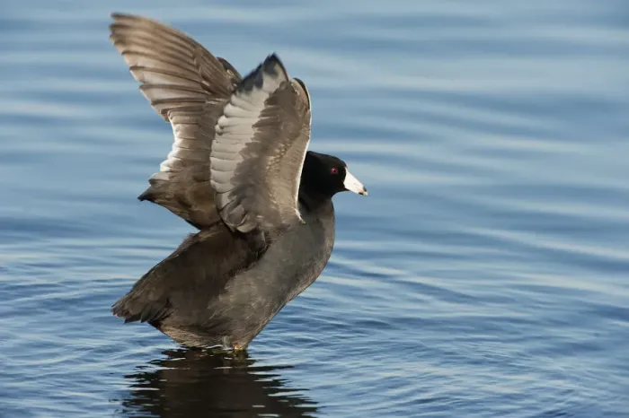 Framed Print : American coot wing stretch Framed Print : American coot wing stretch