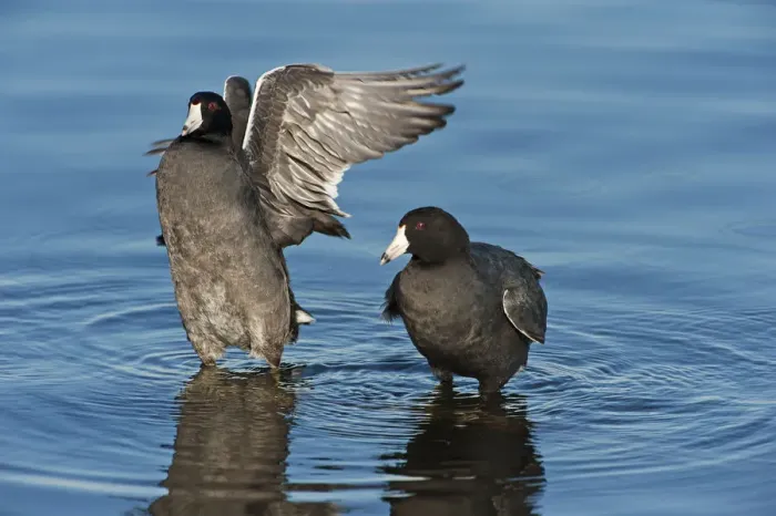 Framed Print : American coots on late fall pond Framed Print : American coots on late fall pond