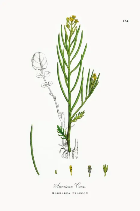 Framed Print : American Cress, Barbarea praecox, Victorian Botanical Illustration, 1863 Framed Print : American Cress, Barbarea praecox, Victorian Botanical Illustration, 1863