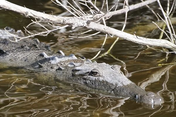 American crocodile, Crocodylus acutus, hiding among mangroves. Everglades National Park, Florida, USA. UNESCO World Heritage Site (Biosphere Reserve)