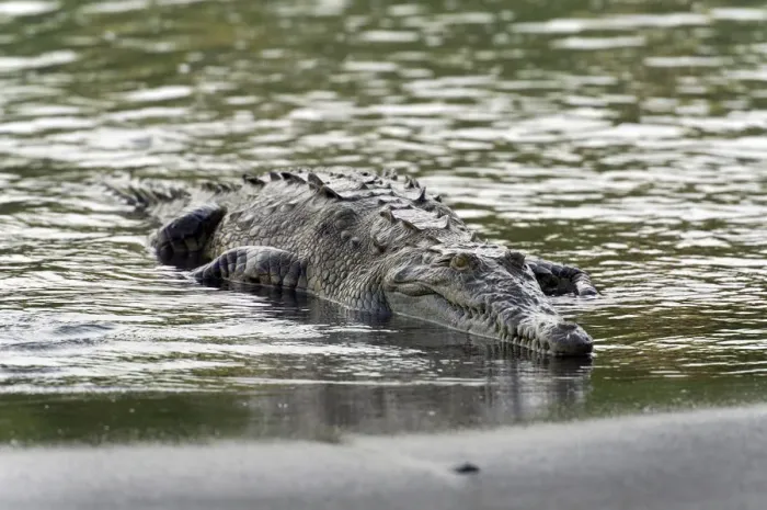 Framed Print : American Crocodile -Crocodylus acutus-, Sirena, Corcovado National Park, Puntarenas Province, Costa Rica, Central America Framed Print : American Crocodile -Crocodylus acutus-, Sirena, Corcovado National Park, Puntarenas Province, Costa Rica, Central America