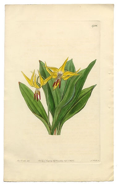 American Dogas Tooth Violet, Erythronium Grandiflorum, Victorian Botanical Illustration, 1835