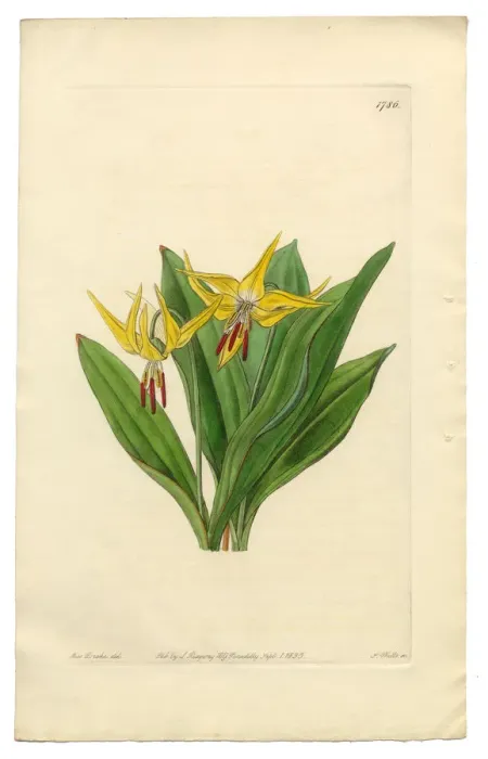 Framed Print : American Dogas Tooth Violet, Erythronium Grandiflorum, Victorian Botanical Illustration, 1835 Framed Print : American Dogas Tooth Violet, Erythronium Grandiflorum, Victorian Botanical Illustration, 1835