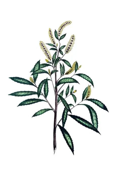Framed Print : American dusky willow tree 19th century botanical Framed Print : American dusky willow tree 19th century botanical