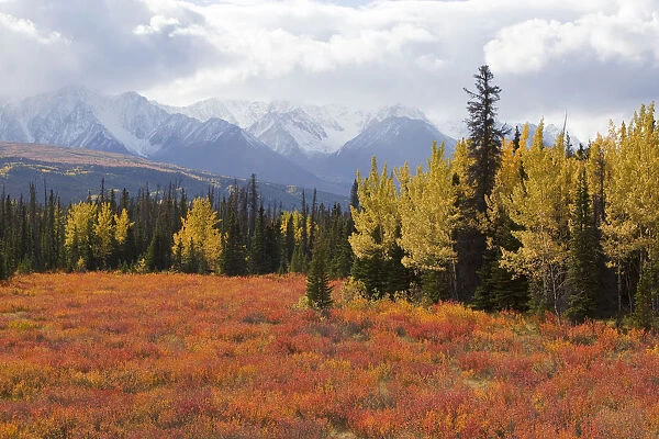 American dwarf birch, Resin birch or Shrub birch -Betula glandulosa- in Indian Summer, autumn, leaves in fall colours, St. Elias Mountains, Kluane and Boundary Ranges behind, Kluane National Park and Reserve, Yukon Territory, Canada
