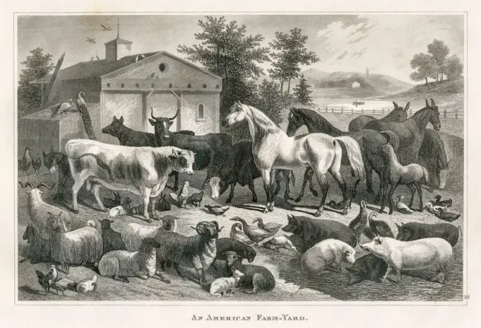 Framed Print : American farm yard engraving 1873 Framed Print : American farm yard engraving 1873