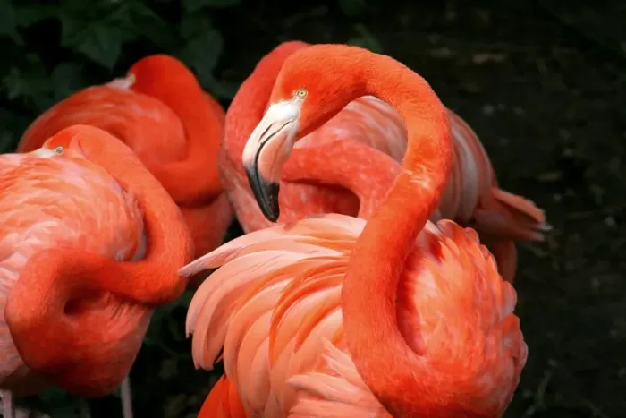 Framed Print : American Flamingo Grace Framed Print : American Flamingo Grace