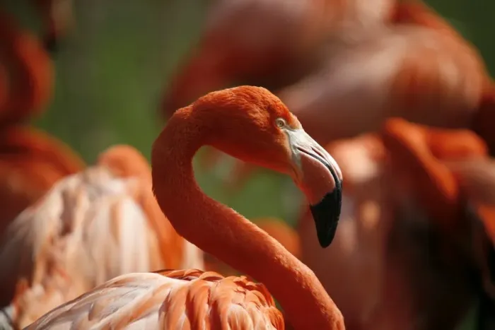 Framed Print : American Flamingo -Phoenicopterus ruber-, captive, Germany Framed Print : American Flamingo -Phoenicopterus ruber-, captive, Germany