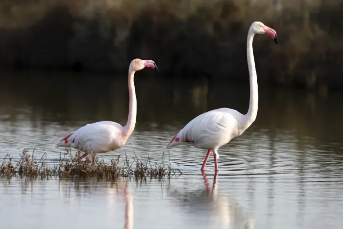 Framed Print : American flamingo -Phoenicopterus ruber-, couple wading through shallow water, Camargue, France, Europe Framed Print : American flamingo -Phoenicopterus ruber-, couple wading through shallow water, Camargue, France, Europe