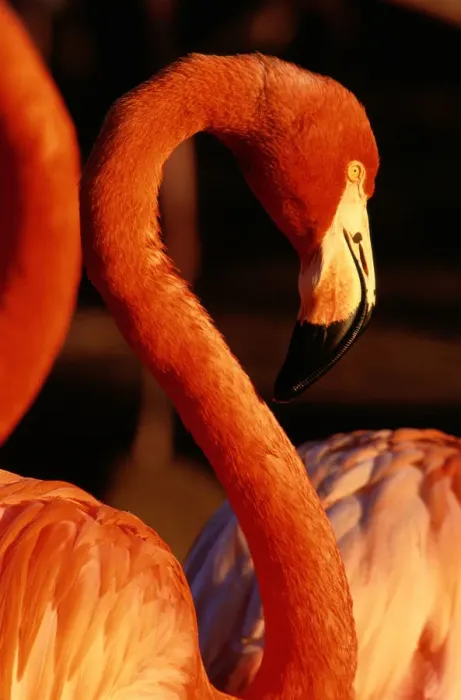 Framed Print : American Flamingo (Phoenicopterus Ruber), Profile Framed Print : American Flamingo (Phoenicopterus Ruber), Profile