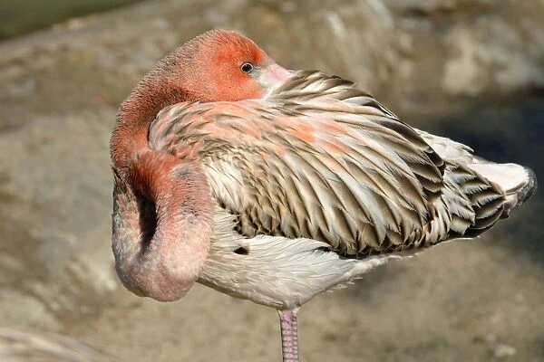 American Flamingo -Phoenicopterus ruber ruber-, young in sleeping position, captive, California, United States
