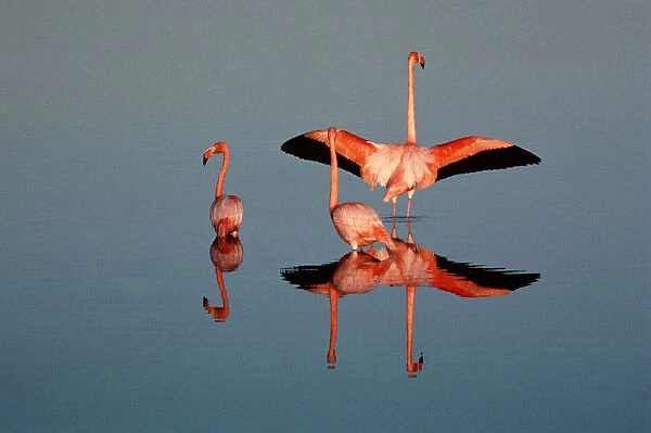 American flamingo (Phoenicopterus ruber) in water