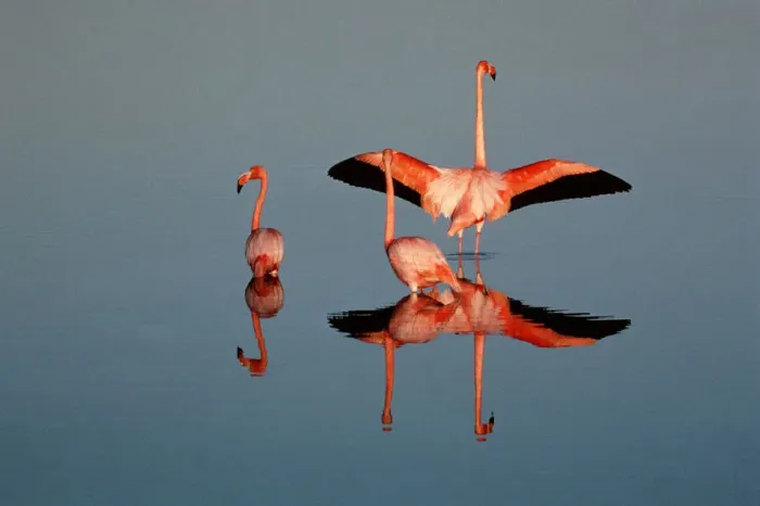 Framed Print : American flamingo (Phoenicopterus ruber) in water Framed Print : American flamingo (Phoenicopterus ruber) in water