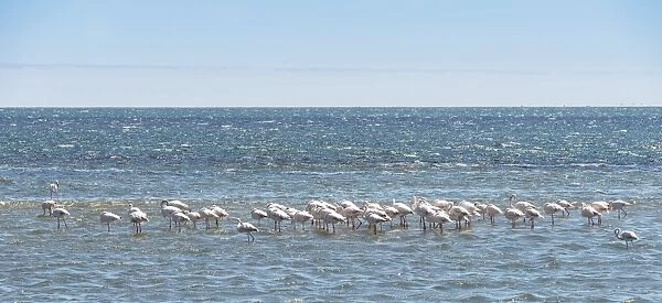American Flamingoes -Phoenicopterus ruber-, Lesser Flamingoes -Phoeniconaias minor- in Walvis Bay, Namibia