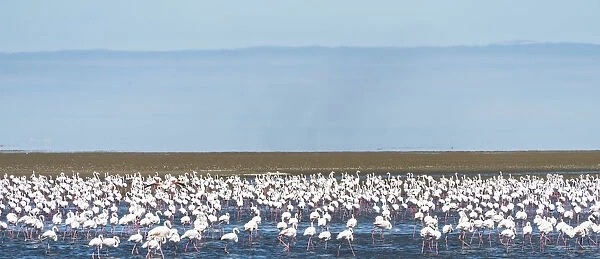 American Flamingoes -Phoenicopterus ruber-, Lesser Flamingoes -Phoeniconaias minor-, flamingo colony on sand bank at Walvis Bay, Namibia