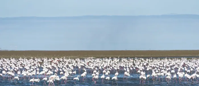 Framed Print : American Flamingoes -Phoenicopterus ruber-, Lesser Flamingoes -Phoeniconaias minor-, flamingo colony on sand bank at Walvis Bay, Namibia Framed Print : American Flamingoes -Phoenicopterus ruber-, Lesser Flamingoes -Phoeniconaias minor-, flamingo colony on sand bank at Walvis Bay, Namibia