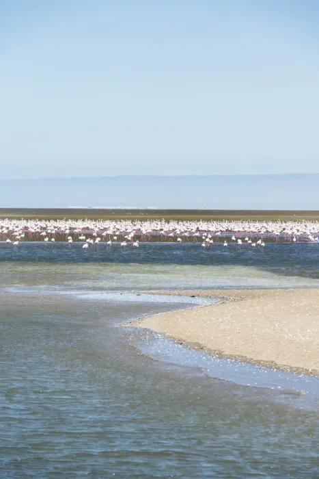 Framed Print : American Flamingoes -Phoenicopterus ruber-, Lesser Flamingoes -Phoeniconaias minor-, flamingo colony on sand bank at Walvis Bay, Namibia Framed Print : American Flamingoes -Phoenicopterus ruber-, Lesser Flamingoes -Phoeniconaias minor-, flamingo colony on sand bank at Walvis Bay, Namibia