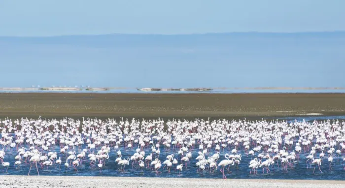 Framed Print : American flamingos -Phoenicopterus ruber- and Lesser Flamingos -Phoeniconaias minor-, Flamingo colony on sand bank at Walvis Bay, Erongo Region, Namibia