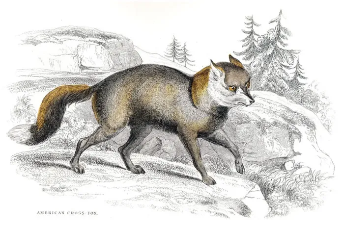 Framed Print : American fox engraving 1840 Framed Print : American fox engraving 1840