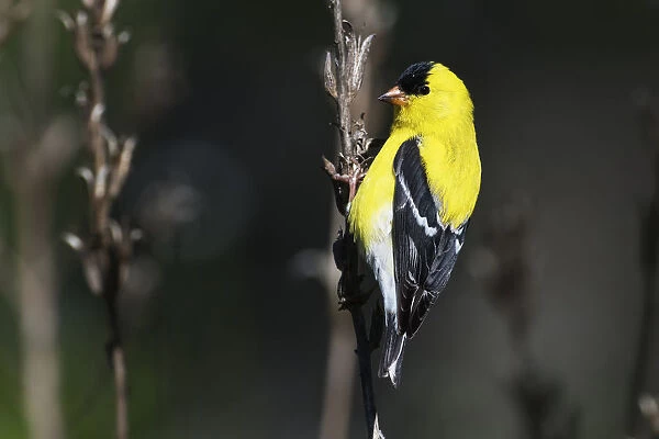American goldfinch in early May