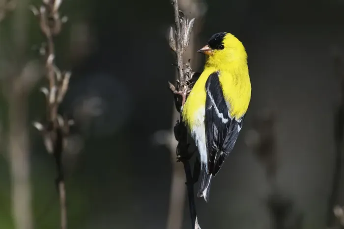 Framed Print : American goldfinch in early May Framed Print : American goldfinch in early May