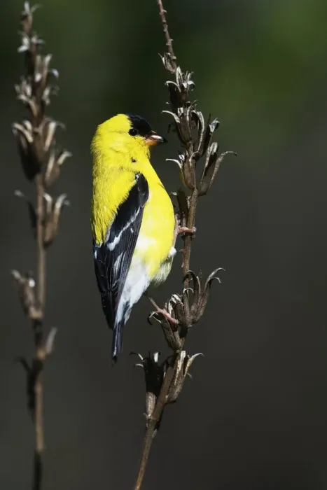 Framed Print : American goldfinch in spring