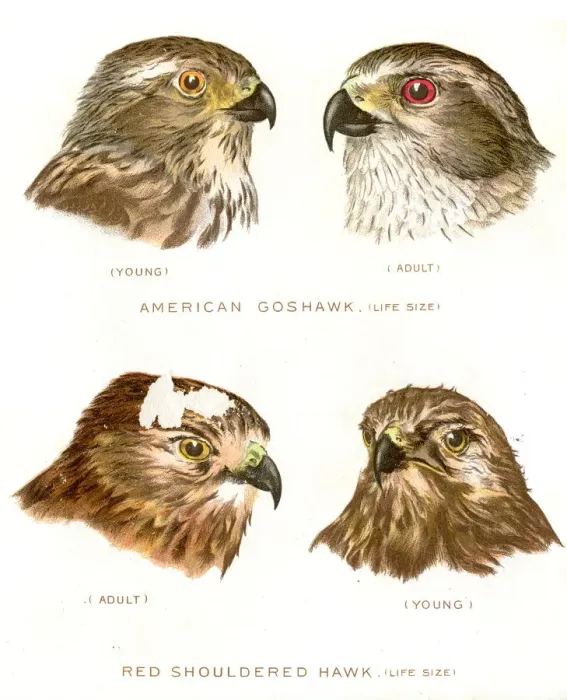 Framed Print : American goshawk bird lithograph 1897 Framed Print : American goshawk bird lithograph 1897