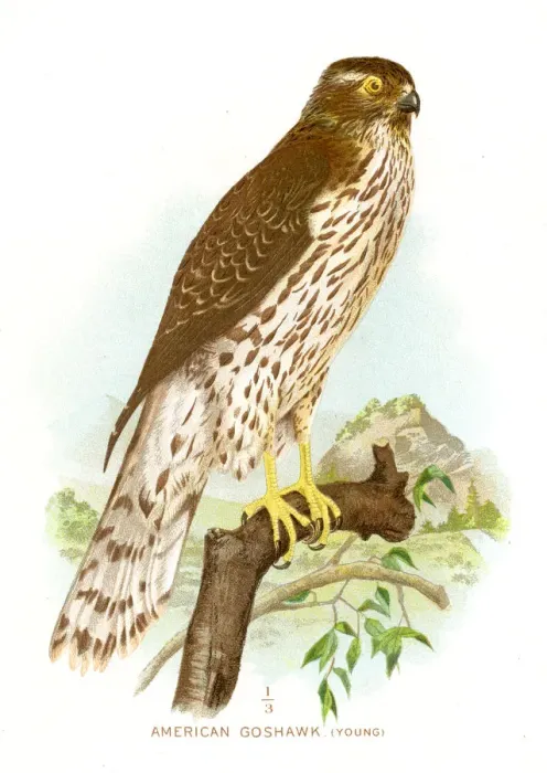 Framed Print : American goshawk lithograph 1897 Framed Print : American goshawk lithograph 1897