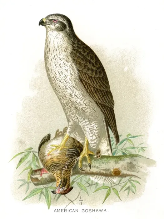 Framed Print : American goshawk lithograph 1897 Framed Print : American goshawk lithograph 1897