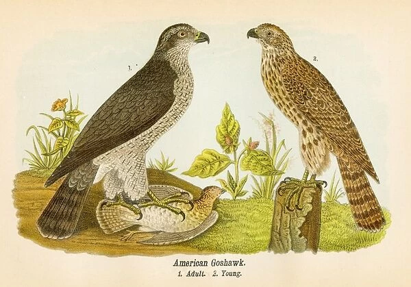 American groshawk bird lithograph 1890