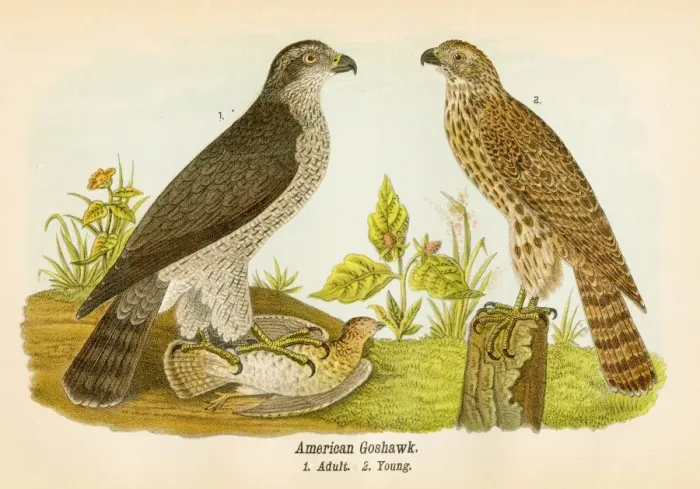Framed Print : American groshawk bird lithograph 1890 Framed Print : American groshawk bird lithograph 1890