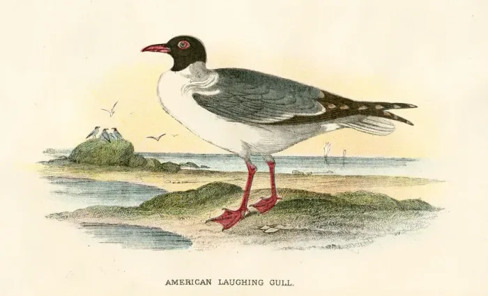 Framed Print : American gull birds from Great Britain 1897 Framed Print : American gull birds from Great Britain 1897