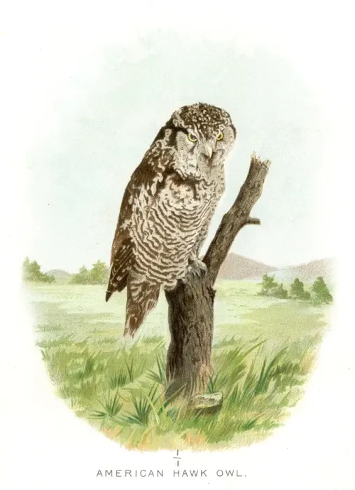 Framed Print : American hawk owl lithograph 1897 Framed Print : American hawk owl lithograph 1897