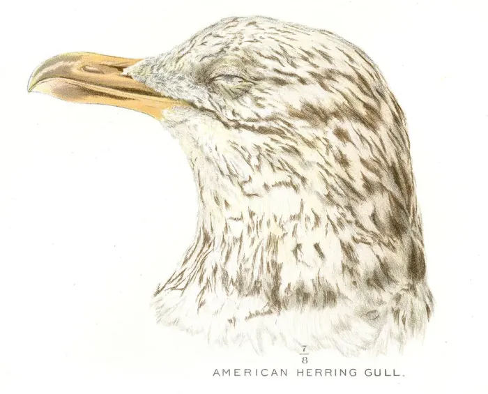 Framed Print : American herring gull lithograph 1897 Framed Print : American herring gull lithograph 1897