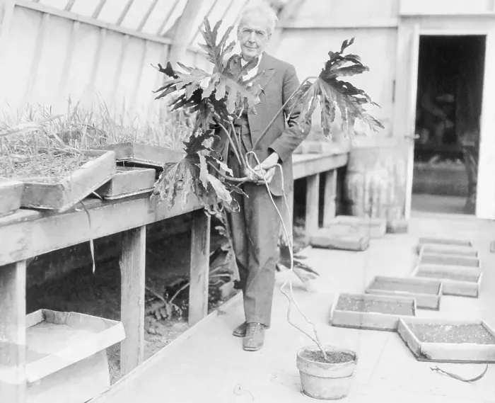 Framed Print : American Horticulturist Luther Burbank with Plant Framed Print : American Horticulturist Luther Burbank with Plant