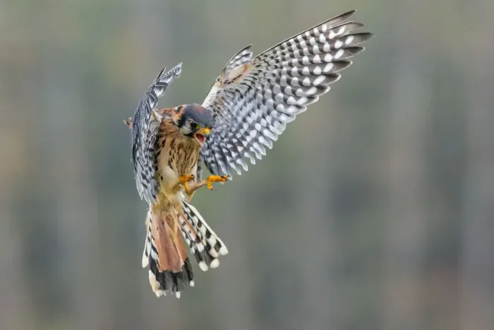 Framed Print : American Kestrel Framed Print : American Kestrel