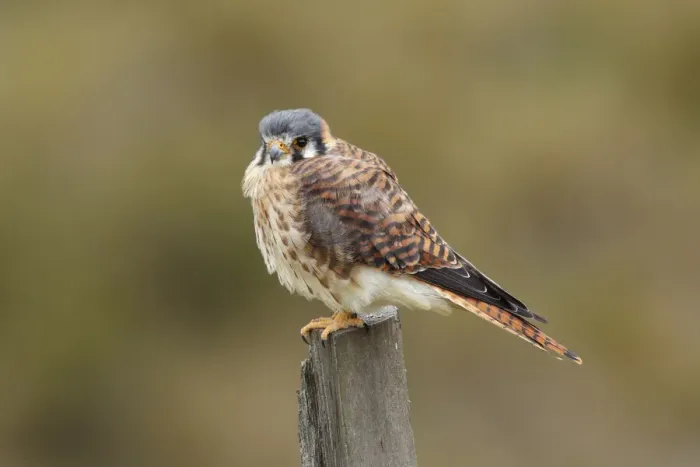 Framed Print : American Kestrel (Falco sparverius)