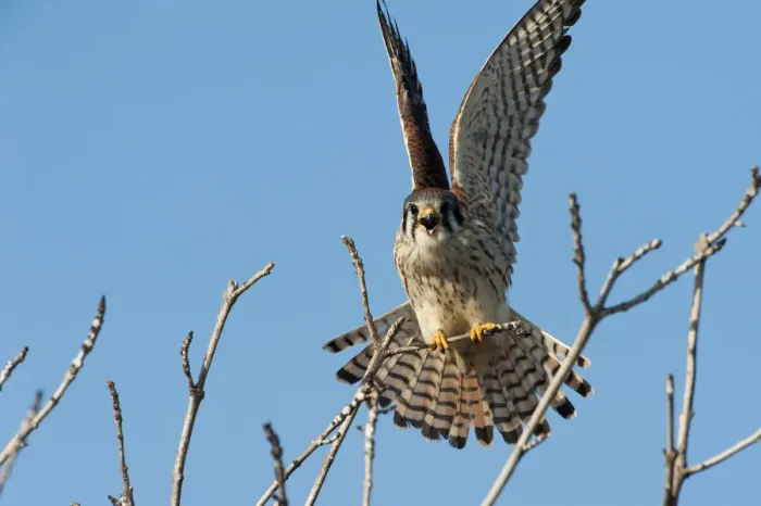 Framed Print : American kestrel ready to fly Framed Print : American kestrel ready to fly