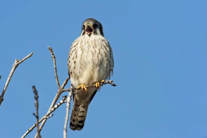Framed Print : American kestrel vocalizing Framed Print : American kestrel vocalizing