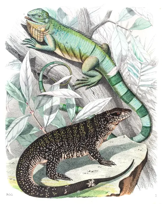 Framed Print : American Lizards engraving 1853