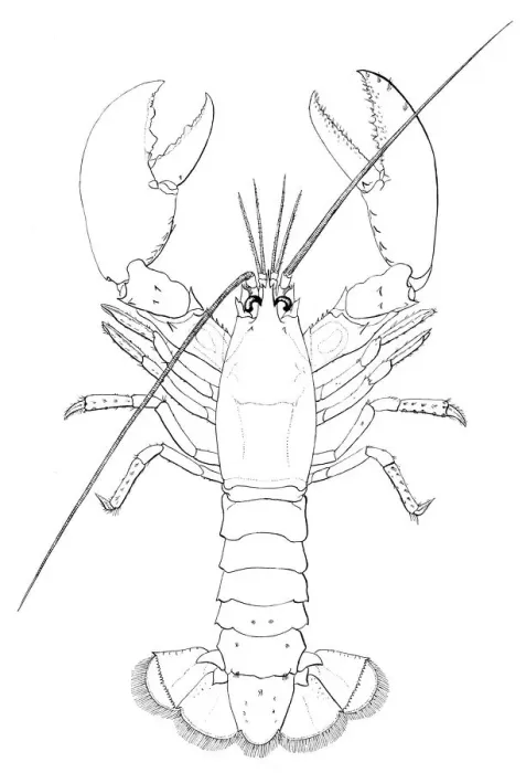 Framed Print : American lobster engraving 1895 Framed Print : American lobster engraving 1895