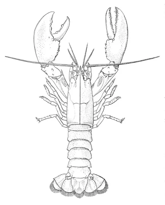 Framed Print : American lobster engraving 1895 Framed Print : American lobster engraving 1895