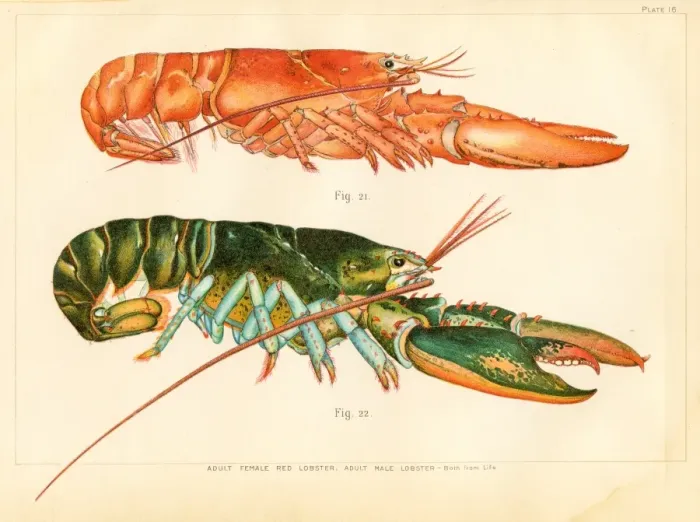 Framed Print : American lobster lithograph 1895 Framed Print : American lobster lithograph 1895